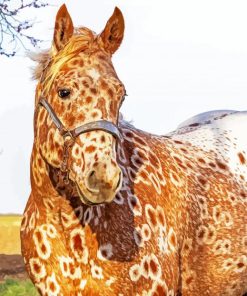 Brown Appaloosa Paint By Number