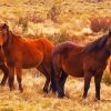 Brumby Horses Herd Paint By Number