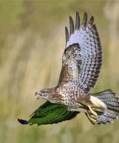 Buzzard Bird Flying Paint By Number