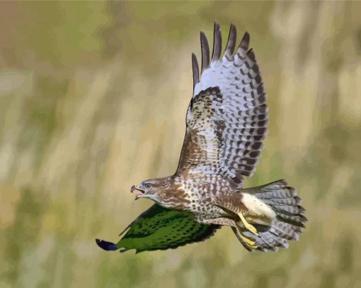 Buzzard Bird Flying Paint By Number