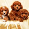 Cavoodle Dogs Family paint by numbers