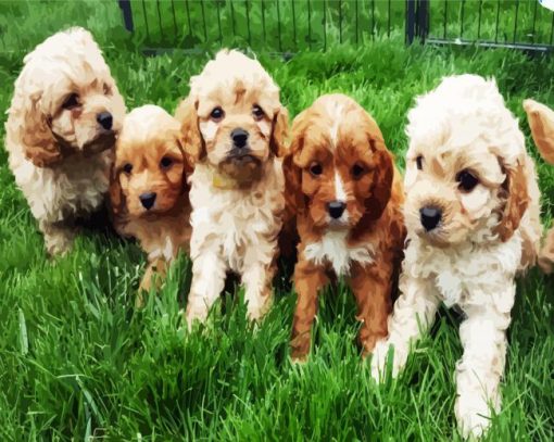 Cavoodle Puppies Paint By Number