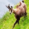 Chamois In Field Paint By Number