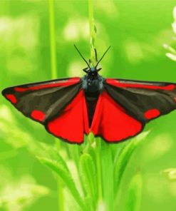 Cinnabar Moth Butterfly Paint By Number