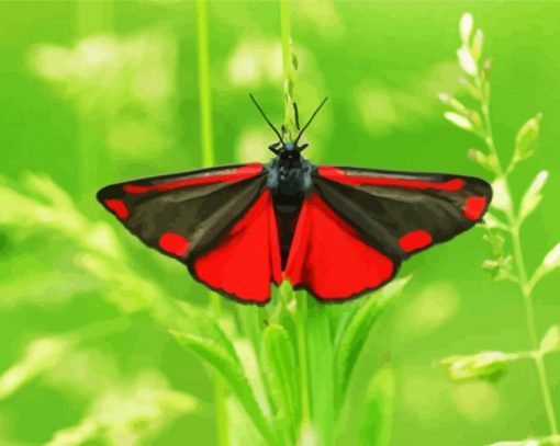 Cinnabar Moth Butterfly Paint By Number