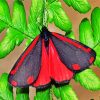 Cinnabar Moth Paint By Number