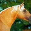 Close Up Golden Andalusian paint by numbers