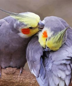 Cockatiels Couple paint by numbers