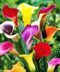 Colorful Calla Lilies Paint By Number