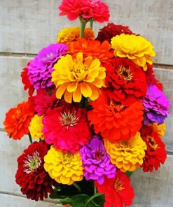 Colorful Zinnias paint by numbers