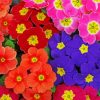 Colorful Primrose Flowers Paint By Number