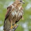 Common Buzzard Paint By Number