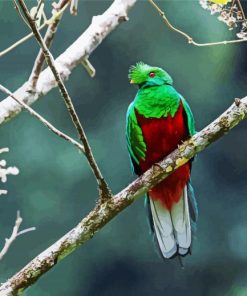 Crested Quetzal Bird paint by numbers