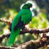 Crested Quetzal Bird on Branch paint by numbers