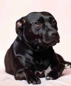 Dark Black Staffordshire Bull Terrier paint by numbers