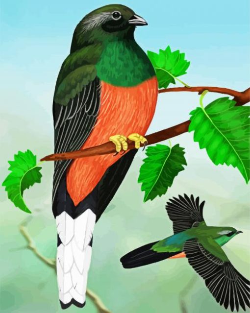 Eared Quetzal Bird Art Paint By Number