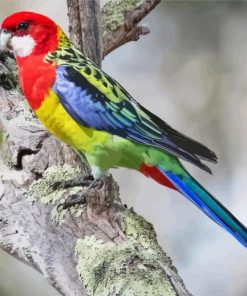 Eastern Rosella paint by numbers