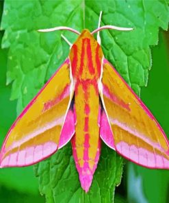 Elephant Hawk Moth Paint By Number