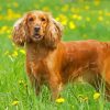 English Cocker Spaniel Dog Paint By Number