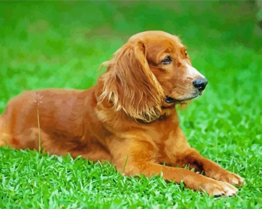 English Cocker Spaniel Paint By Number