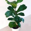 Ficus lyrata Plant Pot paint by numbers