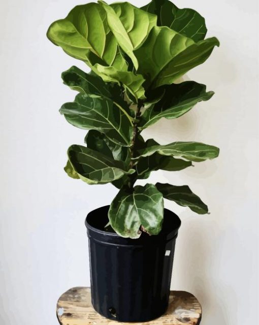 Fiddle Leaf Fig Flowering Plant paint by numbers