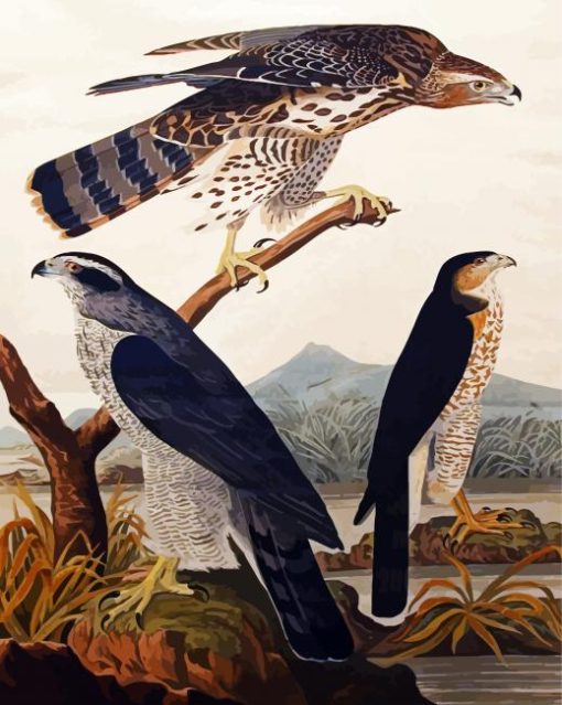 Goshawk Stanley Abwk By John James Audubon paint by numbers