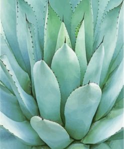 Green Agave Plant Paint By Number