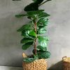 Green Fiddle Leaf Fig Plant paint by numbers