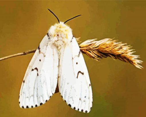 Gypsy Moth Butterfly paint by numbers