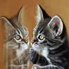 Kitten Reflection Paint By Number