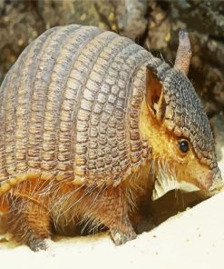 Little Armadillo paint by numbers