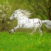 Little Appaloosa Paint By Number