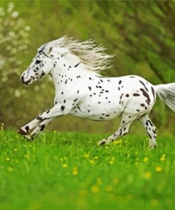 Little Appaloosa Paint By Number