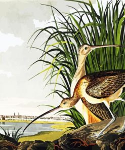 Long Billed Curlew by John James Audubon paint by numbers