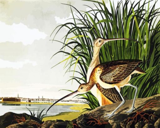 Long Billed Curlew by John James Audubon paint by numbers