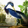 Louisiana Heron by John James Audubon paint by numbers