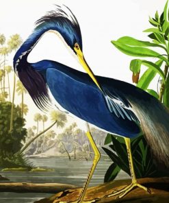 Louisiana Heron by John James Audubon paint by numbers