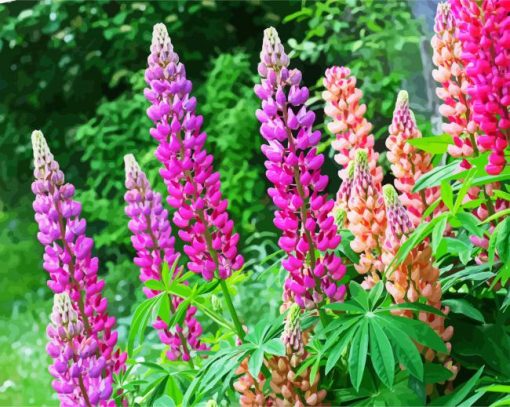 Lupins paint by numbers