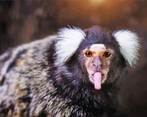 Marmoset Animal paint by numbers