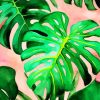 Monstera Plant Leaves paint by numbers