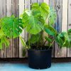 Monstera Plant Pot paint by numbers