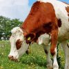 Montbeliarde Eating Grass Paint By Number