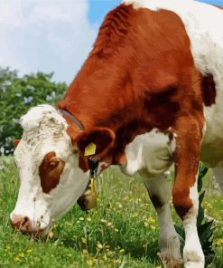 Montbeliarde Eating Grass Paint By Number