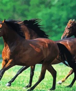 Morgan Horses Herd paint by numbers