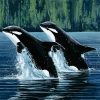 Mother and Son Orca paint by numbers