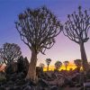 Namibia Aloe Dichotoma Trees paint by numbers