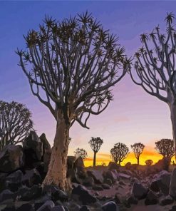 Namibia Aloe Dichotoma Trees paint by numbers