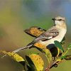 Northern Mockingbird On Plants Paint By Number