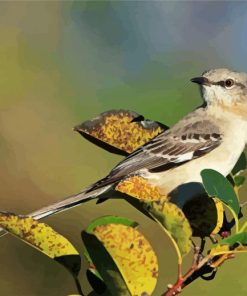 Northern Mockingbird On Plants Paint By Number